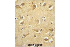 CLTC antibody (Center) (ABIN652092 and ABIN2840545) immunohistochemistry analysis in formalin fixed and paraffin embedded human brain tissue followed by peroxidase conjugation of the secondary antibody and DAB staining. (Clathrin Heavy Chain (CLTC) (AA 1019-1048) antibody)