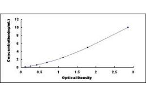 CAMK2A ELISA Kit