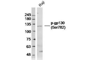 Image no. 4 for anti-Interleukin 6 Signal Transducer (Gp130, Oncostatin M Receptor) (IL6ST) (pSer782) antibody (ABIN1714257)