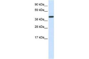 Human Liver; WB Suggested Anti-CNOT2 Antibody Titration: 1. (CNOT2 antibody  (Middle Region))