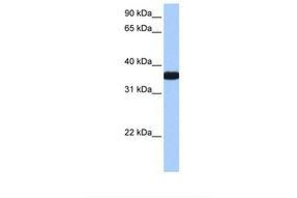 OCEL1 antibody  (C-Term)