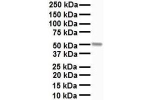 WB Suggested Anti-CHRNA7 antibody Titration: 1 ug/mL Sample Type: Human liver (CHRNA7 antibody  (C-Term))