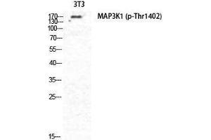 Western Blotting (WB) image for anti-Mitogen-Activated Protein Kinase Kinase Kinase 1 (MAP3K1) (pThr1402) antibody (ABIN3179702) (MAP3K1 antibody  (pThr1402))