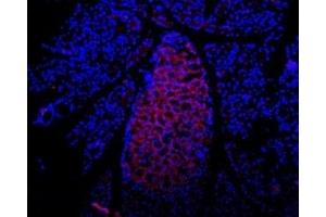 Expression of P2RX7 in rat pancreas - Immunohistochemical staining of rat pancreas  frozen section using Anti-P2X7 Receptor (extracellular) Antibody (ABIN7043578, ABIN7045080 and ABIN7045081), (1:100), followed by mouse anti-rabbit-AlexaFluor-594 secondary antibody (red). (P2RX7 antibody  (Extracellular))