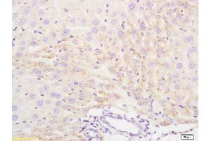 Formalin-fixed and paraffin embedded mouse liver tissue labeled with Anti IFN-Alpha 2b/Interferon alpha 2/INFA2 Polyclonal Antibody, Unconjugated (ABIN669801) at 1:200 followed by conjugation to the secondary antibody and DAB staining (IFNA2 antibody)