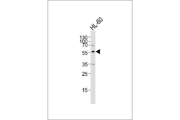 SLC29A1 antibody  (AA 234-263)