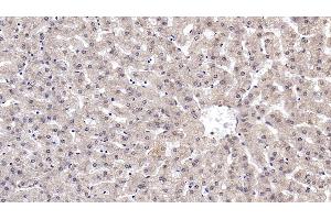 Detection of RELN in Human Liver Tissue using Monoclonal Antibody to Reelin (RELN) (Reelin antibody  (AA 2978-3373))