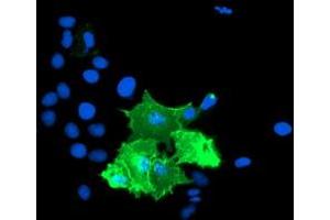 Anti-TULP3 mouse monoclonal antibody (ABIN2455454) immunofluorescent staining of COS7 cells transiently transfected by pCMV6-ENTRY TULP3 (RC207595). (TULP3 antibody)