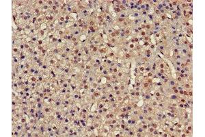 IHC image of ABIN7142234 diluted at 1:500 and staining in paraffin-embedded human adrenal gland tissue performed on a Leica BondTM system. (PSMC4 antibody  (Regulatory Subunit 6B))