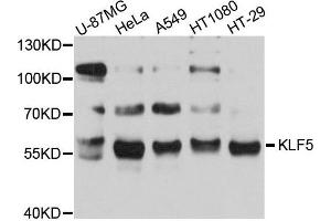 Western blot analysis of extracts of various cell lines, using KLF5 antibody. (KLF5 antibody)