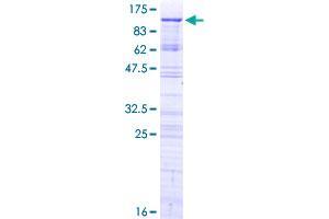 PHACTR2 Protein (GST tag)