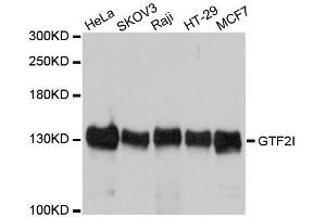 Western blot analysis of extracts of various cell lines, using GTF2I antibody. (GTF2I antibody  (AA 600-810))