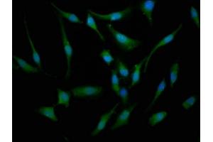 Immunofluorescence staining of Hela cells with ABIN7145246 at 1:133, counter-stained with DAPI.