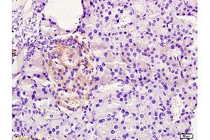 Formalin-fixed and paraffin embedded rat pancreas tissue labeled Anti-FAM3B/PANDER Polyclonal Antibody, Unconjugated (ABIN672201) at 1:200, followed by conjugation to the secondary antibody and DAB staining (FAM3B antibody  (AA 1-100))