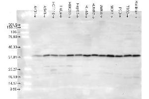 p38, human Cell lines (MAPK14 antibody)
