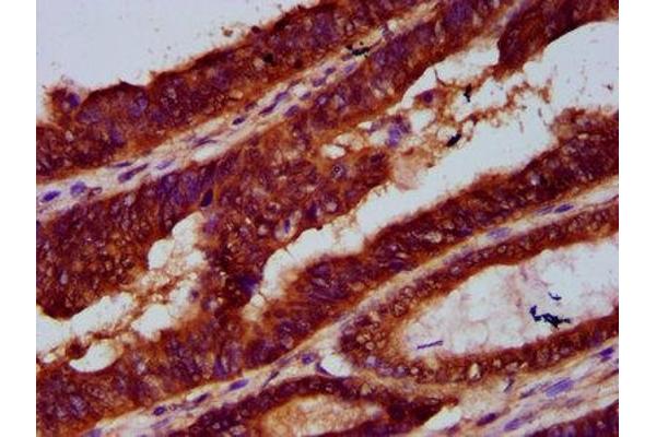LARP7 antibody  (AA 409-471)