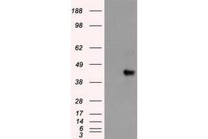 Western Blotting (WB) image for anti-SRY (Sex Determining Region Y)-Box 17 (SOX17) (AA 177-414) antibody (ABIN1491033) (SOX17 antibody  (AA 177-414))