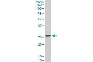 Western Blotting (WB) image for anti-Calpain, Small Subunit 1 (CAPNS1) (AA 172-260) antibody (ABIN598500) (Calpain S1 antibody  (AA 172-260))
