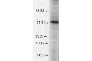Thorase/Atad1 Western Blot. (ATAD1 antibody)