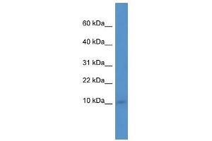 Ier3ip1 antibody used at 0. (IER3IP1 antibody  (N-Term))