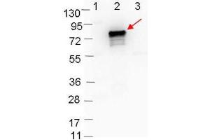Western blot showing detection of 0.