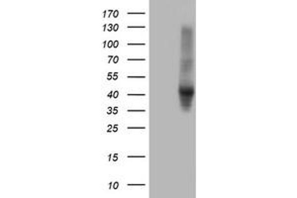 SERPINE2 antibody