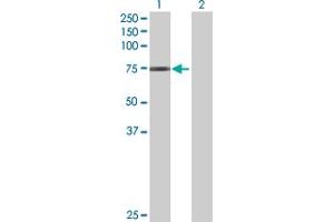 Western Blot analysis of GNL1 expression in transfected 293T cell line by GNL1 MaxPab polyclonal antibody. (GNL1 antibody  (AA 1-607))