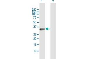 Western Blot analysis of STK16 expression in transfected 293T cell line by STK16 MaxPab polyclonal antibody. (STK16 antibody  (AA 1-305))