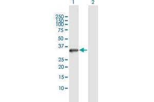 Western Blot analysis of STK16 expression in transfected 293T cell line by STK16 MaxPab polyclonal antibody.