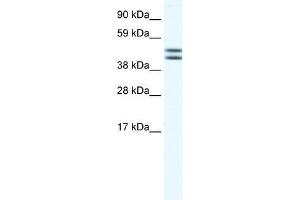 EGLN2 antibody used at 1. (PHD1 antibody  (N-Term))