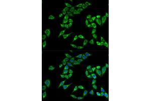 Immunofluorescence (IF) image for anti-Pleckstrin Homology-Like Domain, Family A, Member 2 (PHLDA2) antibody (ABIN1882371) (PHLDA2 antibody)