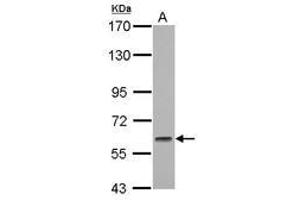GMEB1 antibody  (AA 315-573)