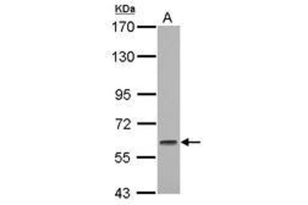 GMEB1 抗体  (AA 315-573)