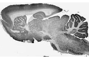 Adult rat brain immunohistochemistry.