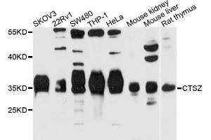 Western blot analysis of extracts of HeLa cell line, using CTSZ antibody.