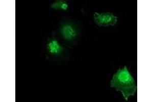 Anti-ZFAND2B mouse monoclonal antibody (ABIN2454225) immunofluorescent staining of COS7 cells transiently transfected by pCMV6-ENTRY ZFAND2B (RC203822). (ZFAND2B antibody)