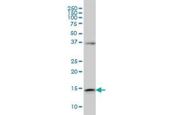 Ensa antibody  (AA 1-121)