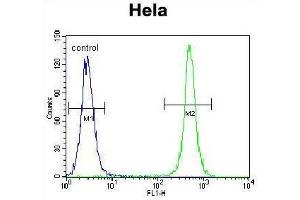 TSPYL6 Antibody (Center) flow cytometric analysis of Hela cells (right histogram) compared to a negative control cell (left histogram). (TSPY-Like 6 antibody  (Middle Region))