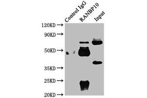 Immunoprecipitating RANBP10 in Rat brain tissue Lane 1: Rabbit control IgG instead of ABIN7167086 in Rat brain tissue. (RANBP1 antibody  (AA 3-165))