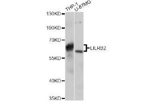 Western blot analysis of extracts of various cell lines, using LILRB2 antibody (ABIN6293047) at 1:3000 dilution. (LILRB2 antibody)