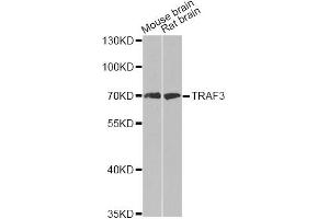 Western blot analysis of extracts of various cell lines, using TRAF3 antibody (ABIN5970321) at 1/500 dilution. (TRAF3 antibody)