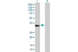 Western Blot analysis of PPA2 expression in transfected 293T cell line by PPA2 MaxPab polyclonal antibody. (PPA2 antibody  (AA 1-334))