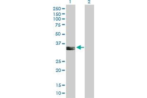PPA2 antibody  (AA 1-334)