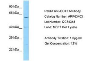 Image no. 1 for anti-Chaperonin Containing TCP1, Subunit 2 (Beta) (CCT2) (AA 257-306) antibody (ABIN6749980) (CCT2 antibody  (AA 257-306))