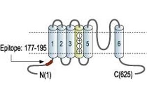 Representative domain view of the target of ABIN7885306.