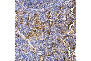 Immunohistochemistry of paraffin-embedded mouse spleen using Calreticulin Rabbit mAb (ABIN7266042) at dilution of 1:100 (40x lens). (Calreticulin antibody)
