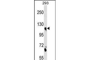 CLSTN1 Antibody (N-term) (ABIN1539080 and ABIN2850341) western blot analysis in 293 cell line lysates (35 μg/lane). (Calsyntenin 1 antibody  (N-Term))