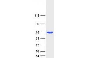 Validation with Western Blot (ASNA1 Protein (Myc-DYKDDDDK Tag))