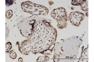 Image no. 1 for anti-Zinc Finger and SCAN Domain Containing 29 (ZSCAN29) (AA 101-200) antibody (ABIN599613) (ZSCAN29 antibody  (AA 101-200))