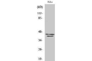 Western Blotting (WB) image for anti-Mitogen-Activated Protein Kinase 1/3 (MAPK1/3) antibody (ABIN3175015) (ERK1/2 antibody)